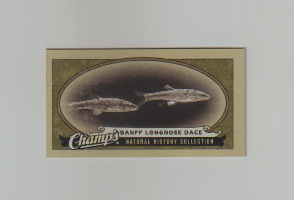 2009-10 Upper Deck Champs SP Mini #466 Banff Longnose Dace