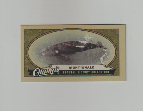 2009-10 Upper Deck Champs SP Mini #479 Right Whale